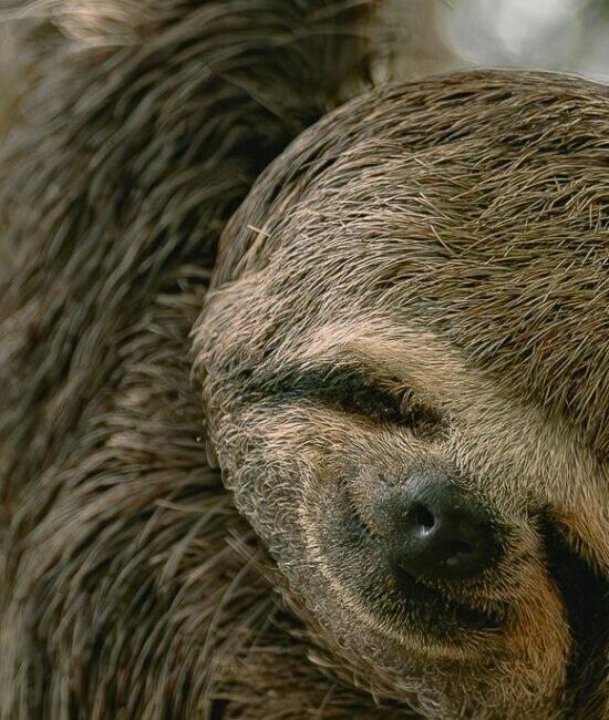 Three-toed sloth captured in its natural habitat, hanging from a tree in Pucallpa, Peru.