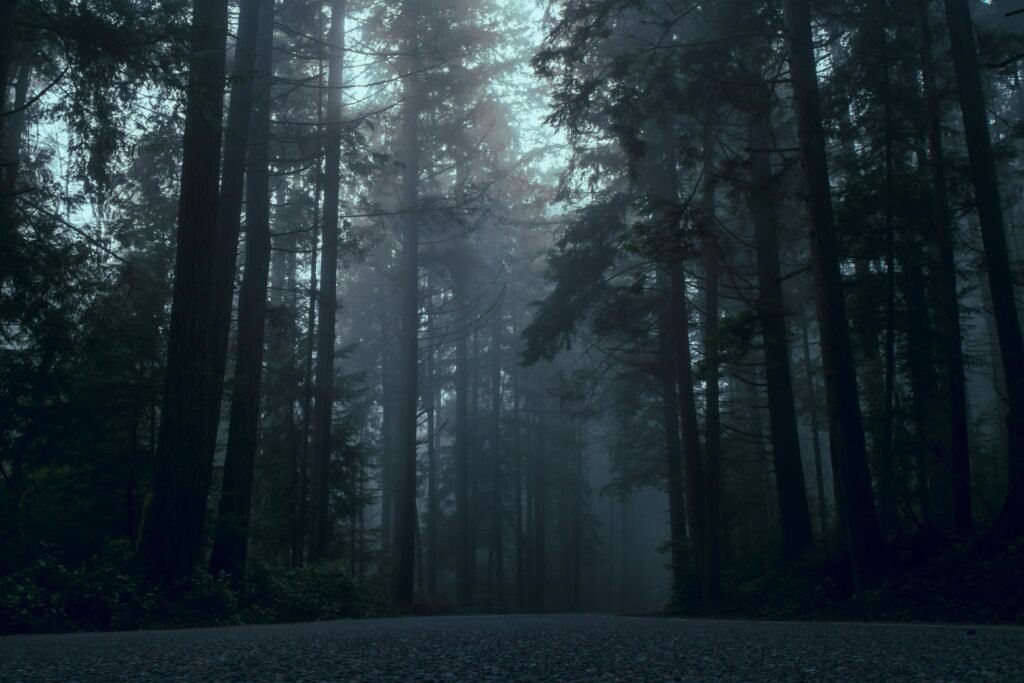 Moody forest scene with towering trees surrounded by dense fog at twilight